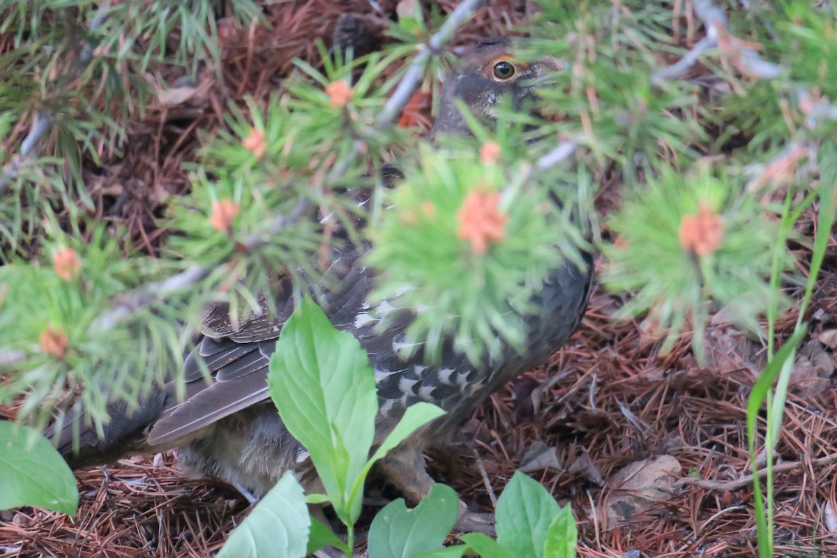 Sooty Grouse - ML614375126