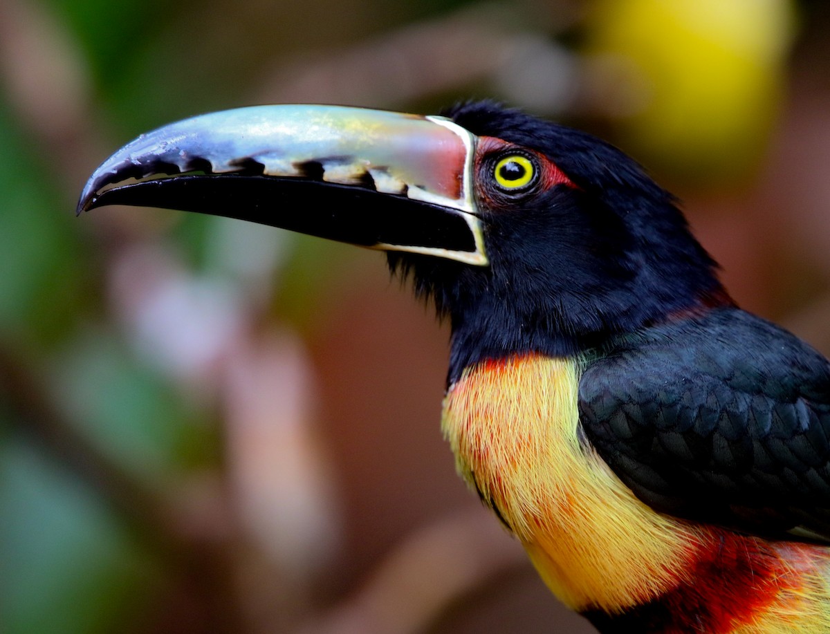 Collared Aracari - ML614375159