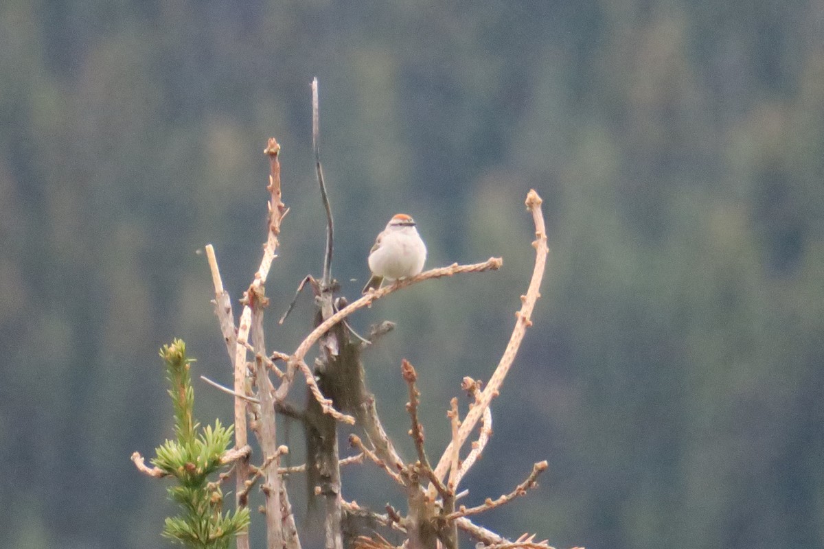 Chipping Sparrow - ML614375182