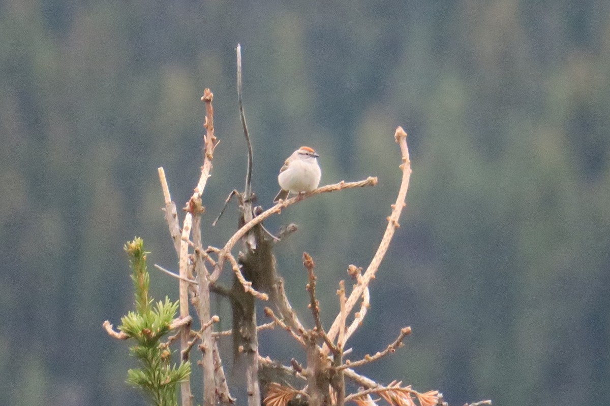 Chipping Sparrow - ML614375183