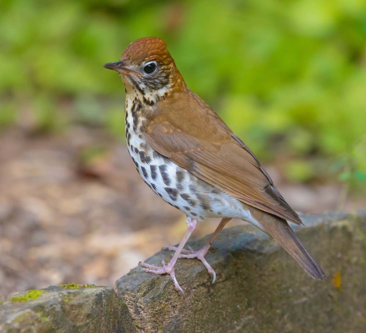 Wood Thrush - Maye Guifarro