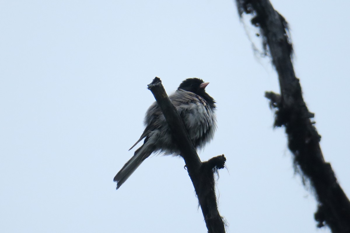 Dark-eyed Junco - ML614375202