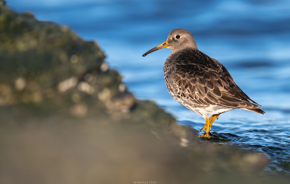 Meerstrandläufer - ML614375206