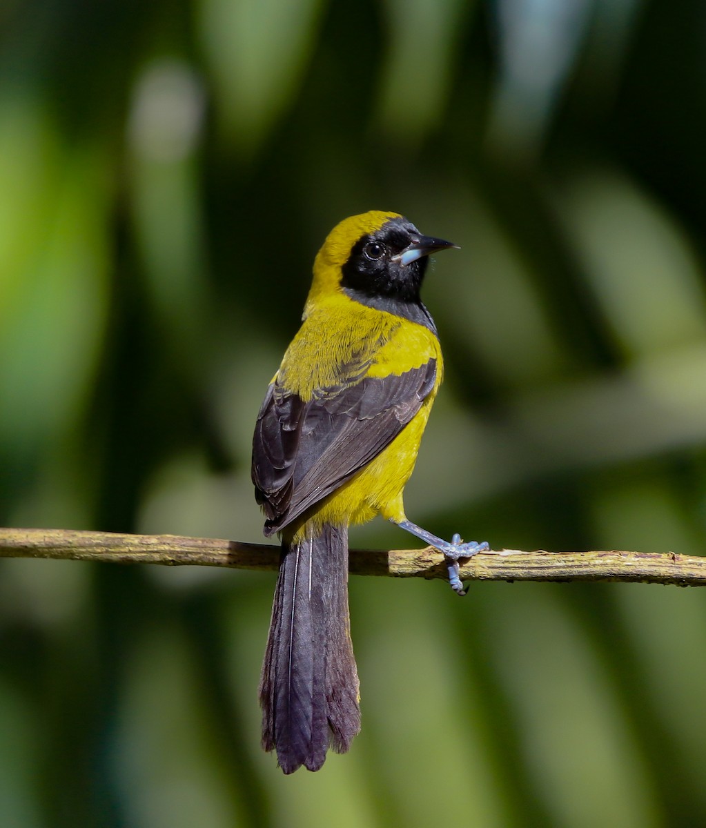 Black-cowled Oriole - ML614375212