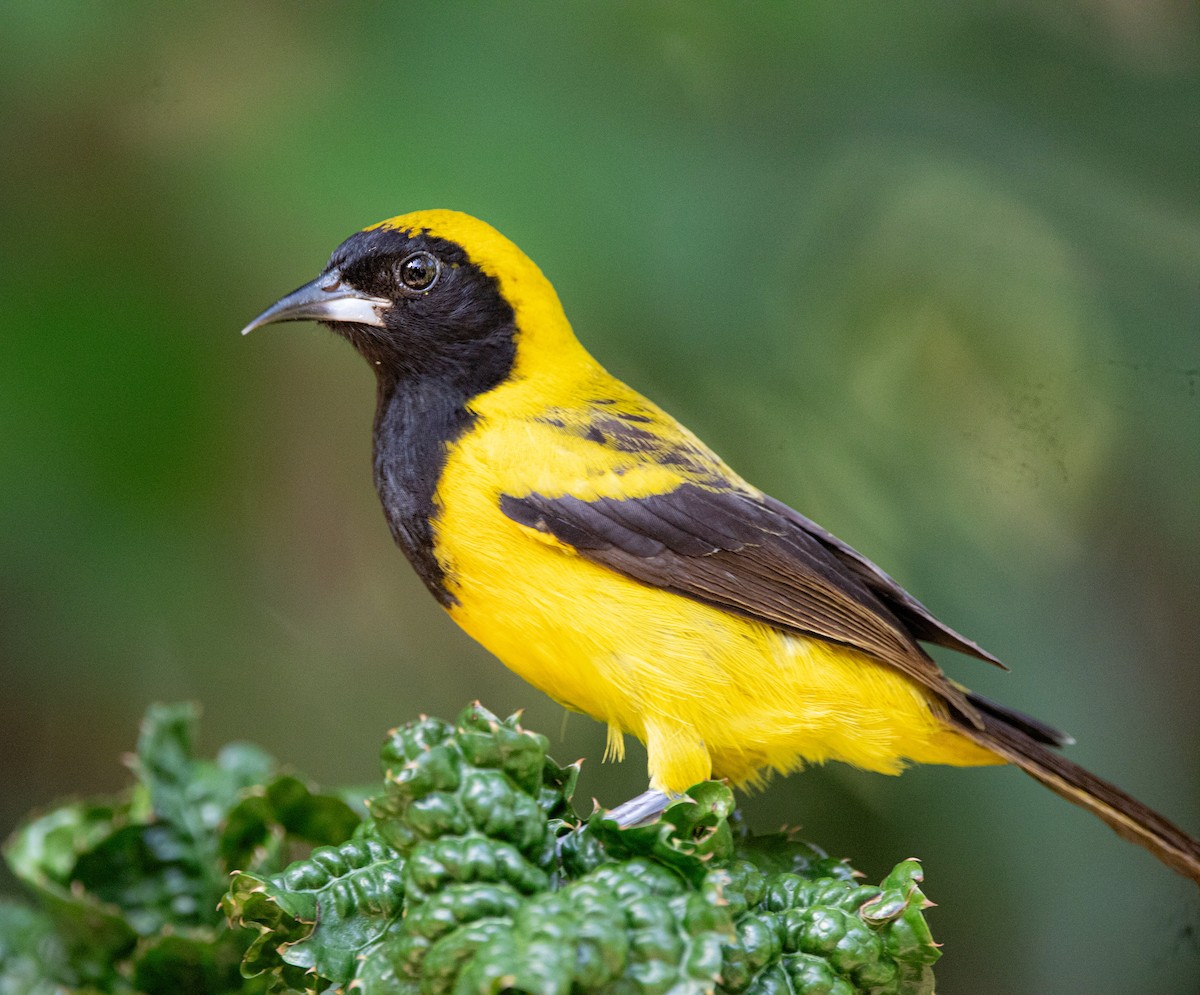 Black-cowled Oriole - ML614375222