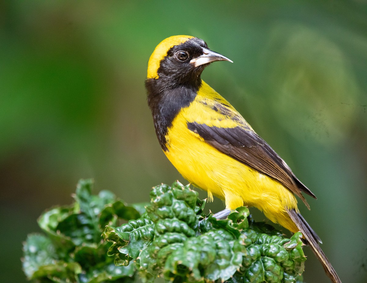 Black-cowled Oriole - ML614375223