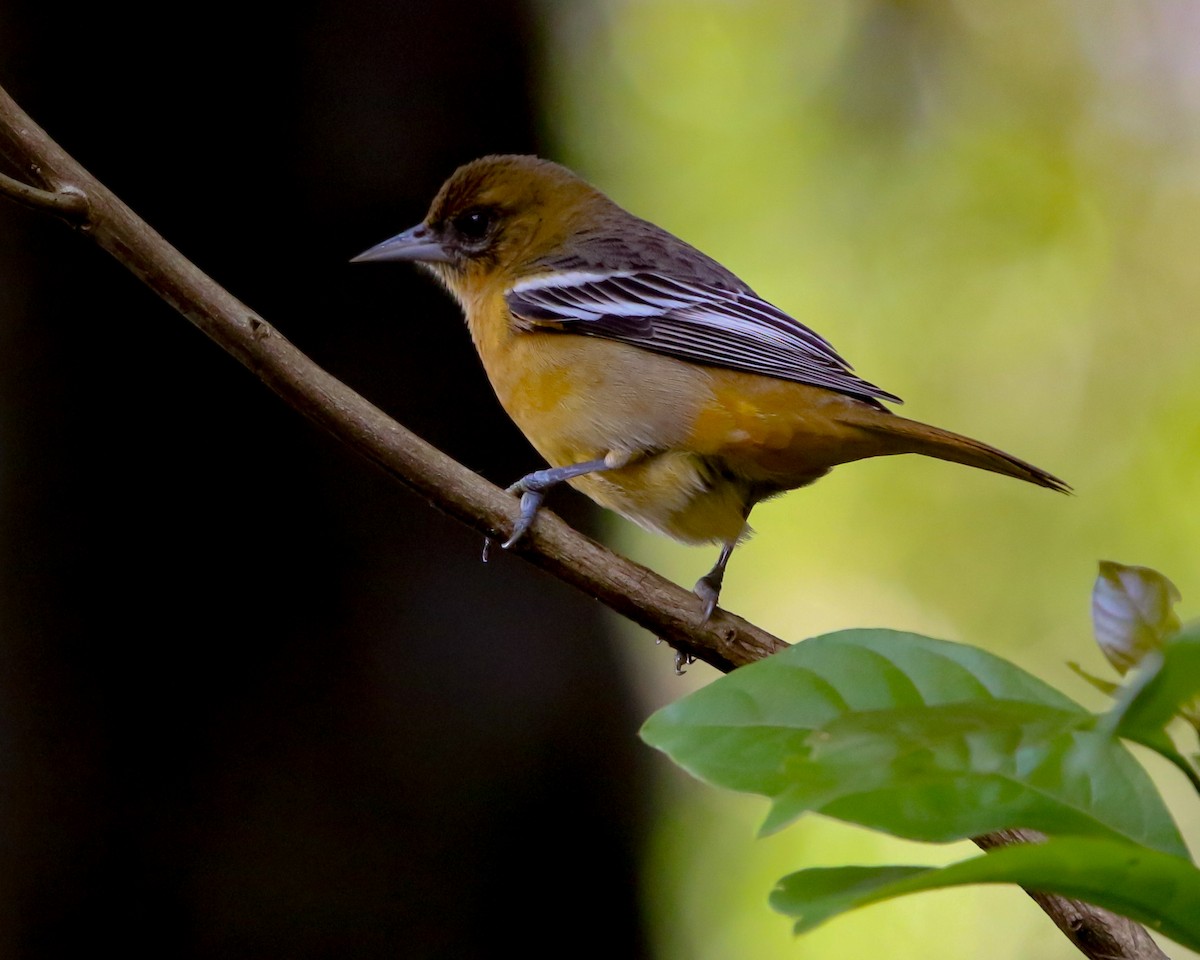 Baltimore Oriole - ML614375243