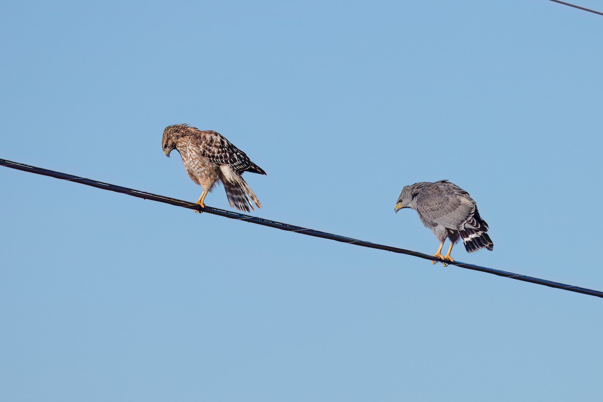 Gray Hawk - Jeff Cooper