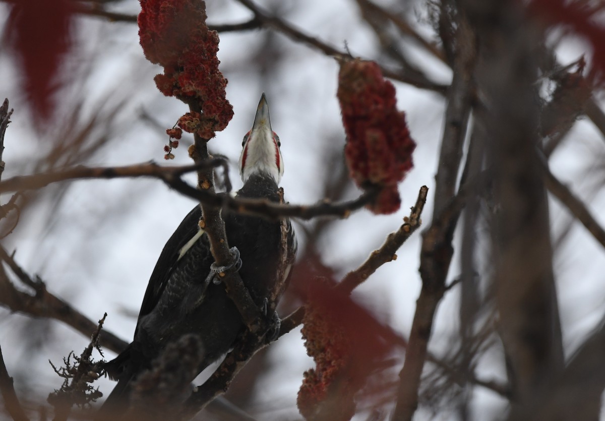 Pileated Woodpecker - ML614375272