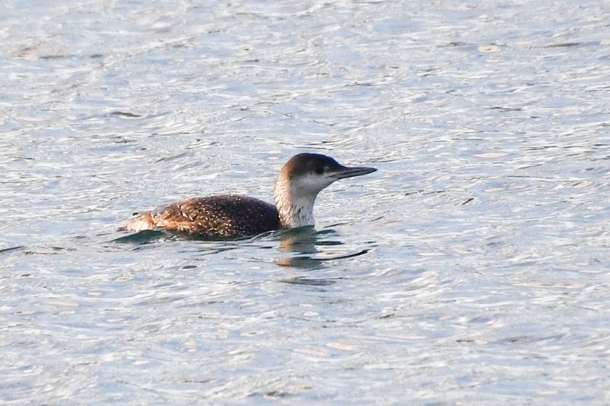 Red-throated Loon - ML614375318