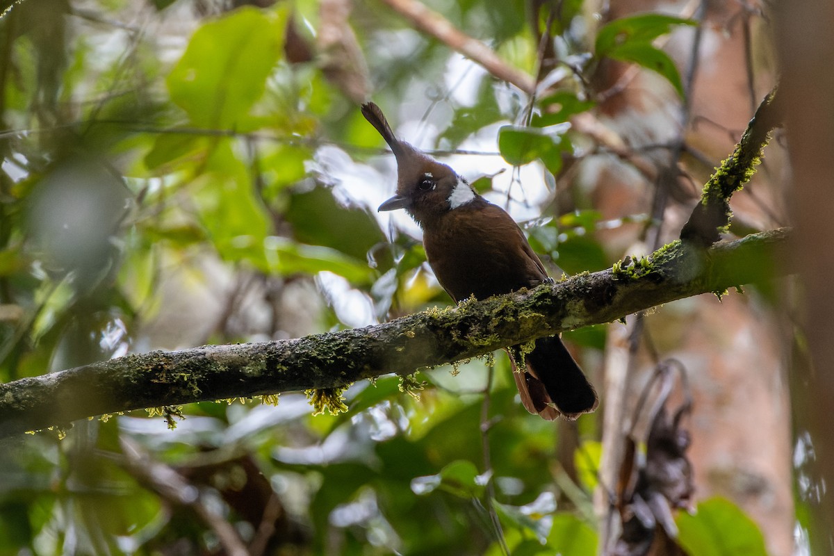 Crested Jayshrike - Magnus Persmark