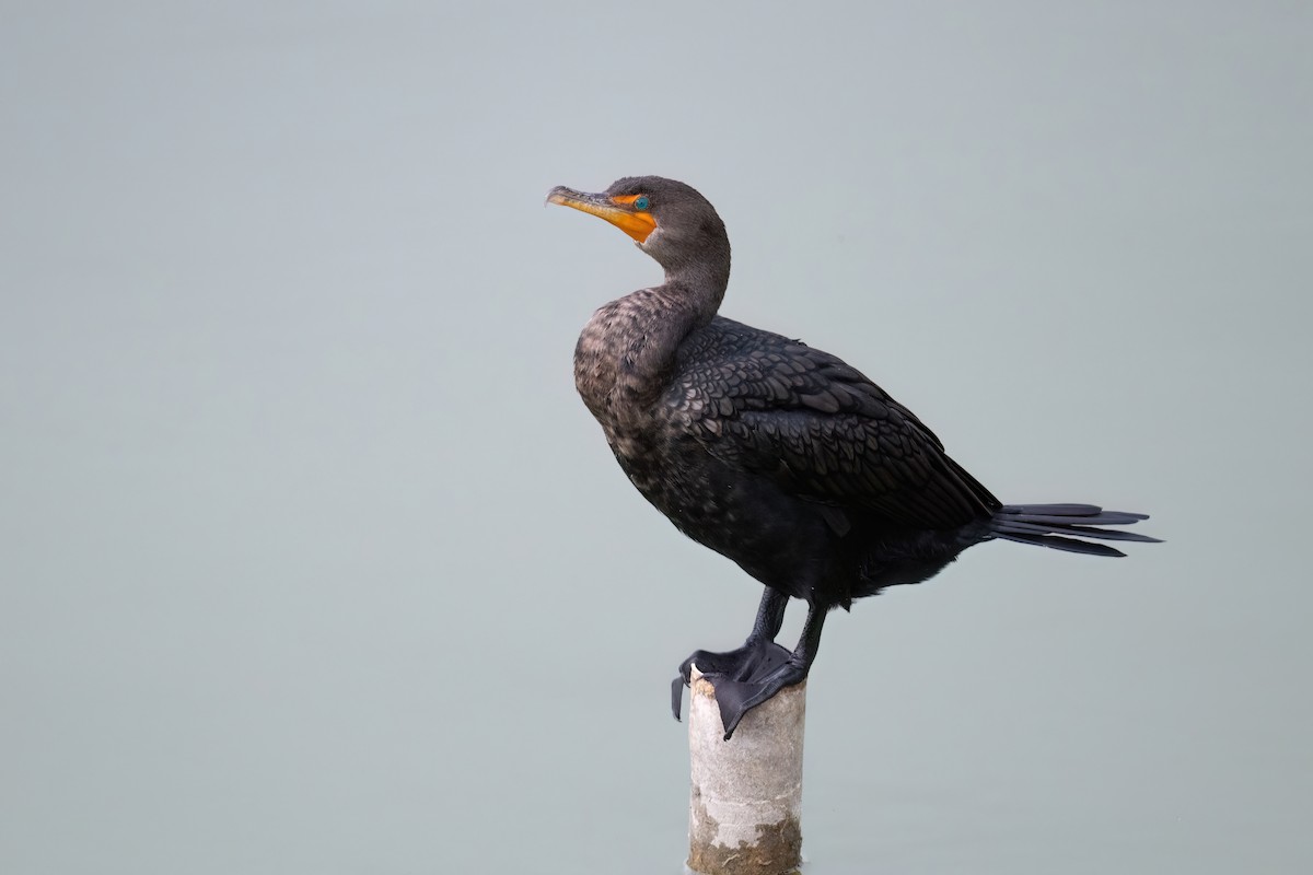 Double-crested Cormorant - ML614375607
