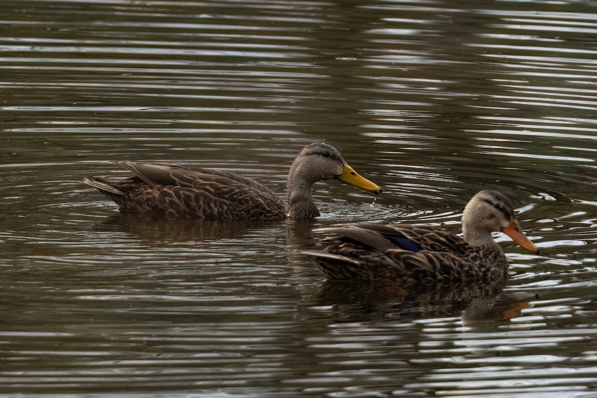 Mottled Duck - ML614375618