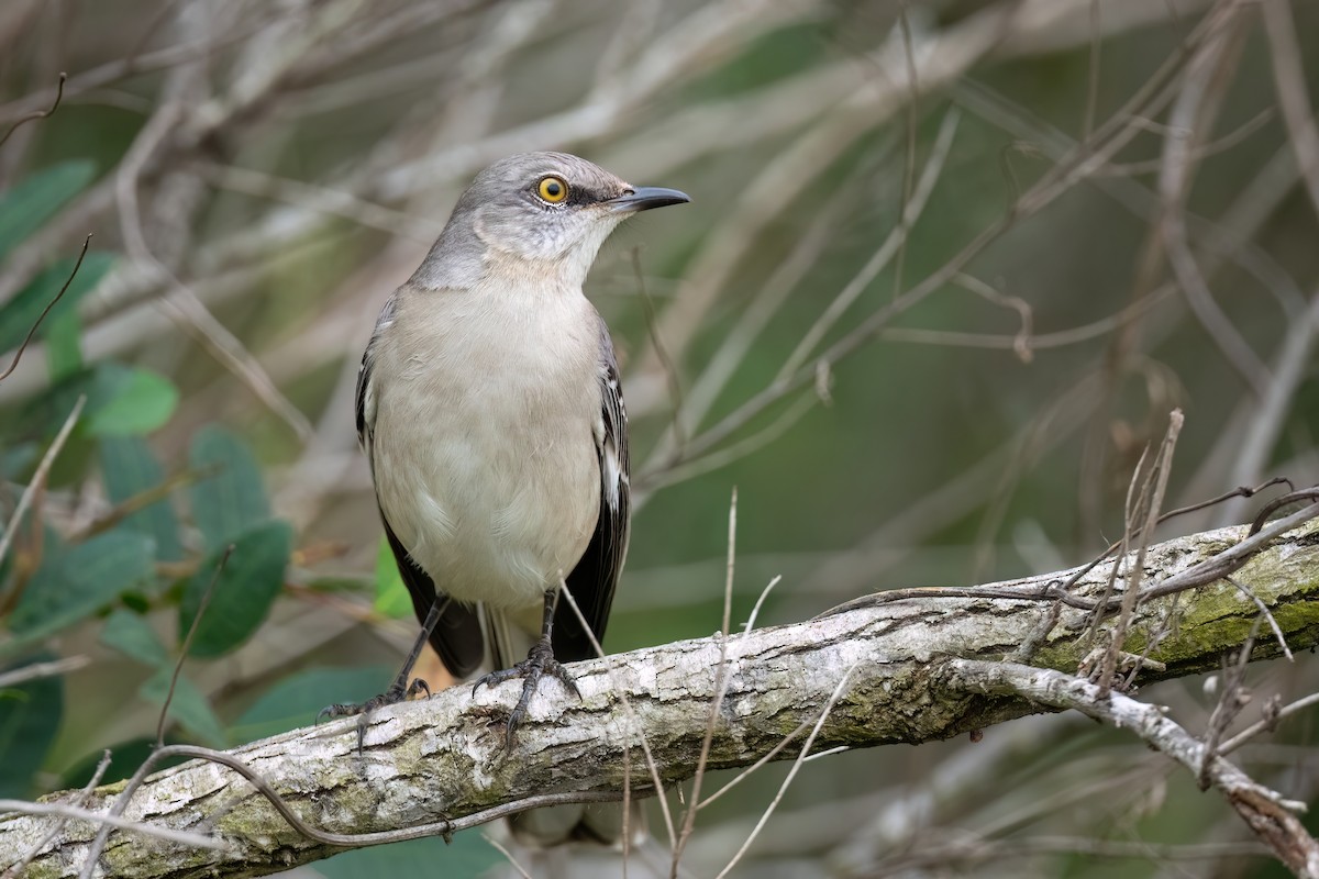 Northern Mockingbird - ML614375626