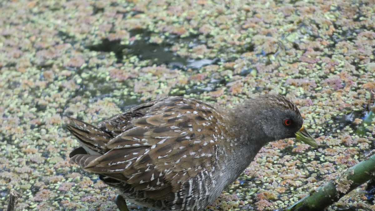 Australian Crake - Morgan Pickering