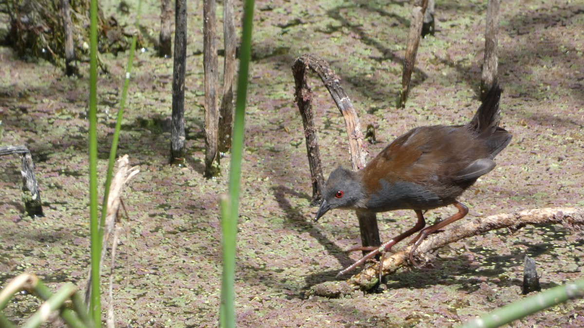 Spotless Crake - ML614375653