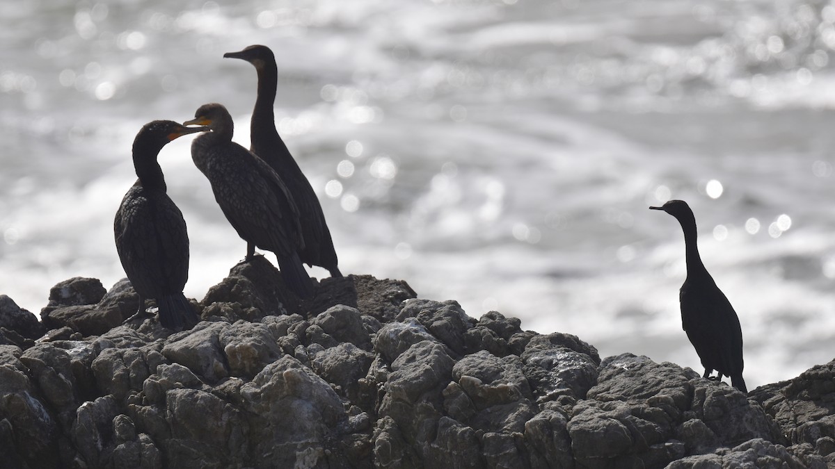 Pelagic Cormorant - Naresh Satyan