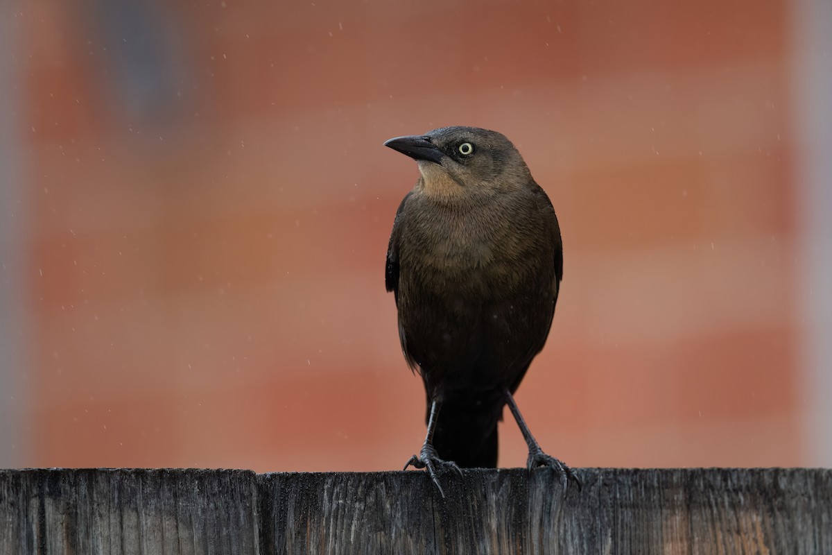 Great-tailed Grackle - ML614375696