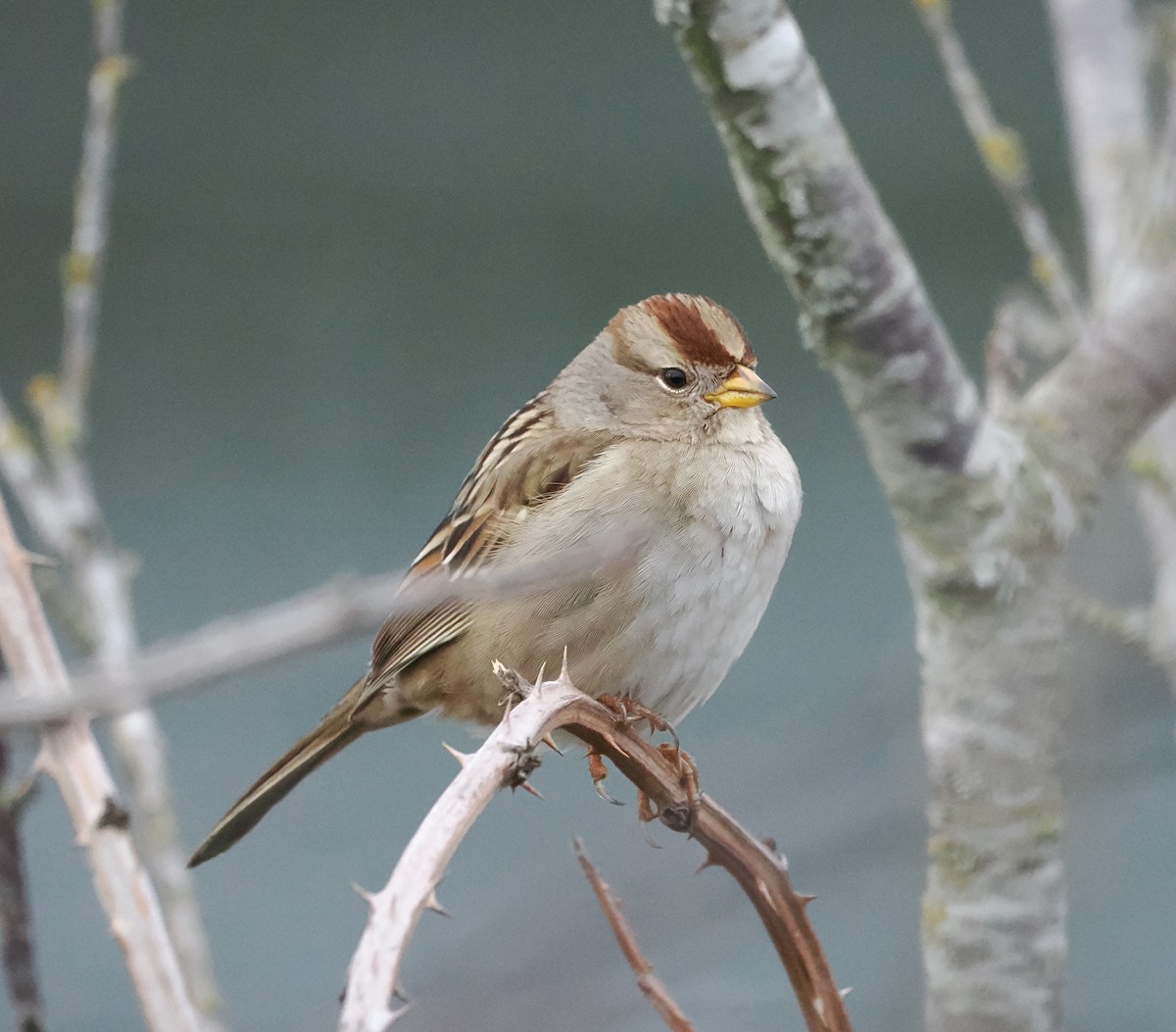 White-crowned Sparrow - ML614375707
