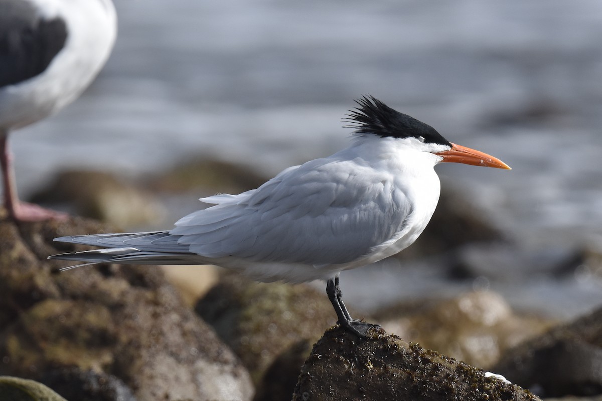 Royal Tern - Naresh Satyan