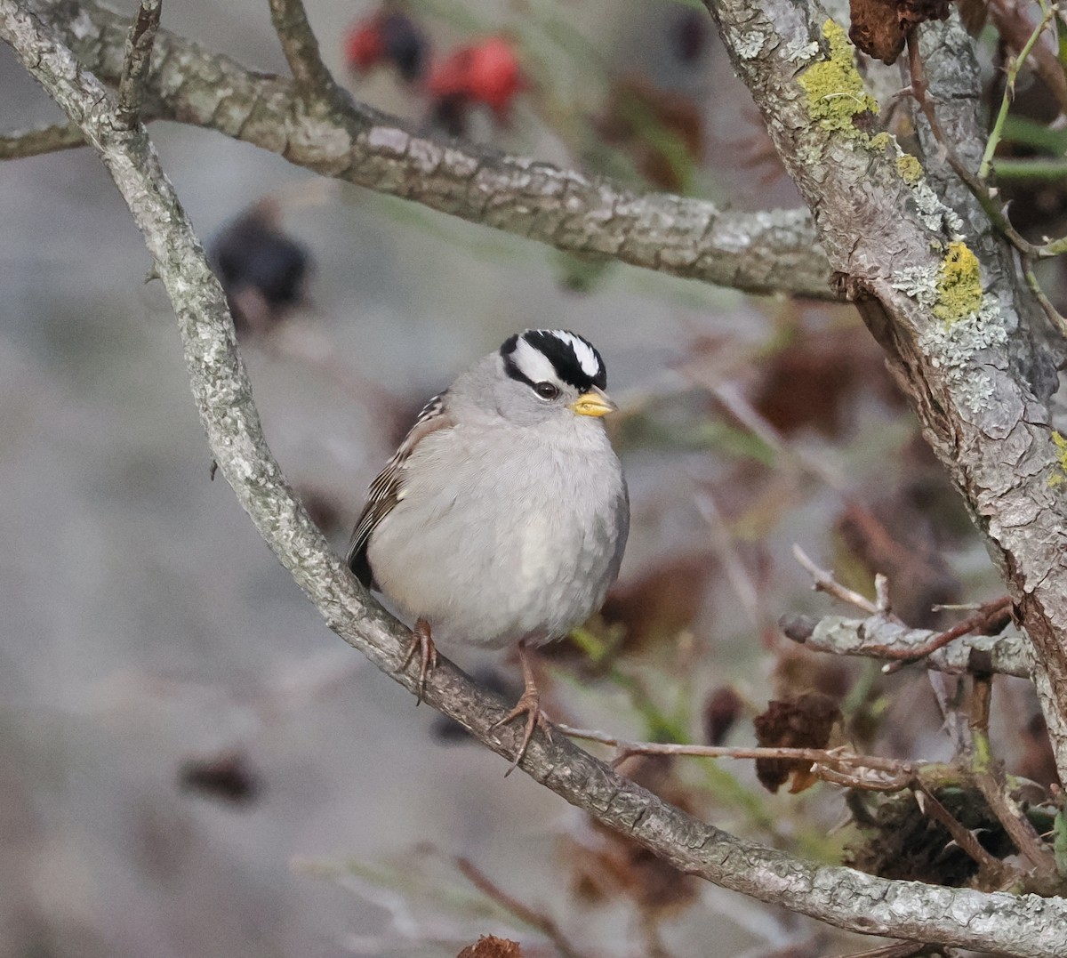 White-crowned Sparrow - ML614375723