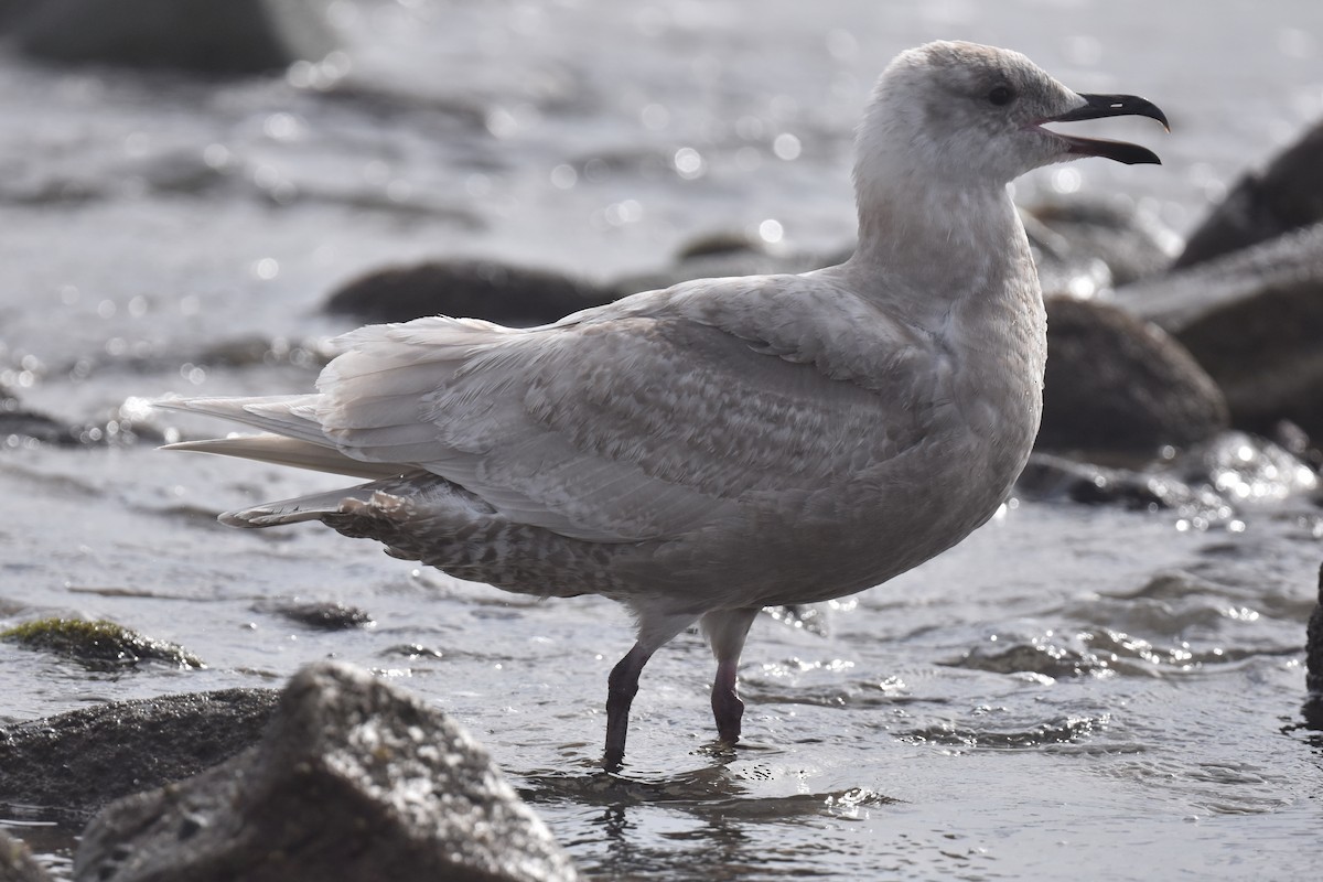 Glaucous-winged Gull - Naresh Satyan