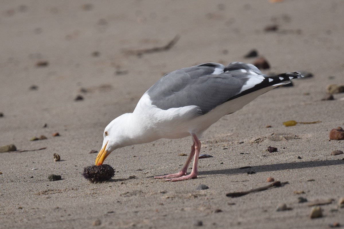 Western Gull - Naresh Satyan