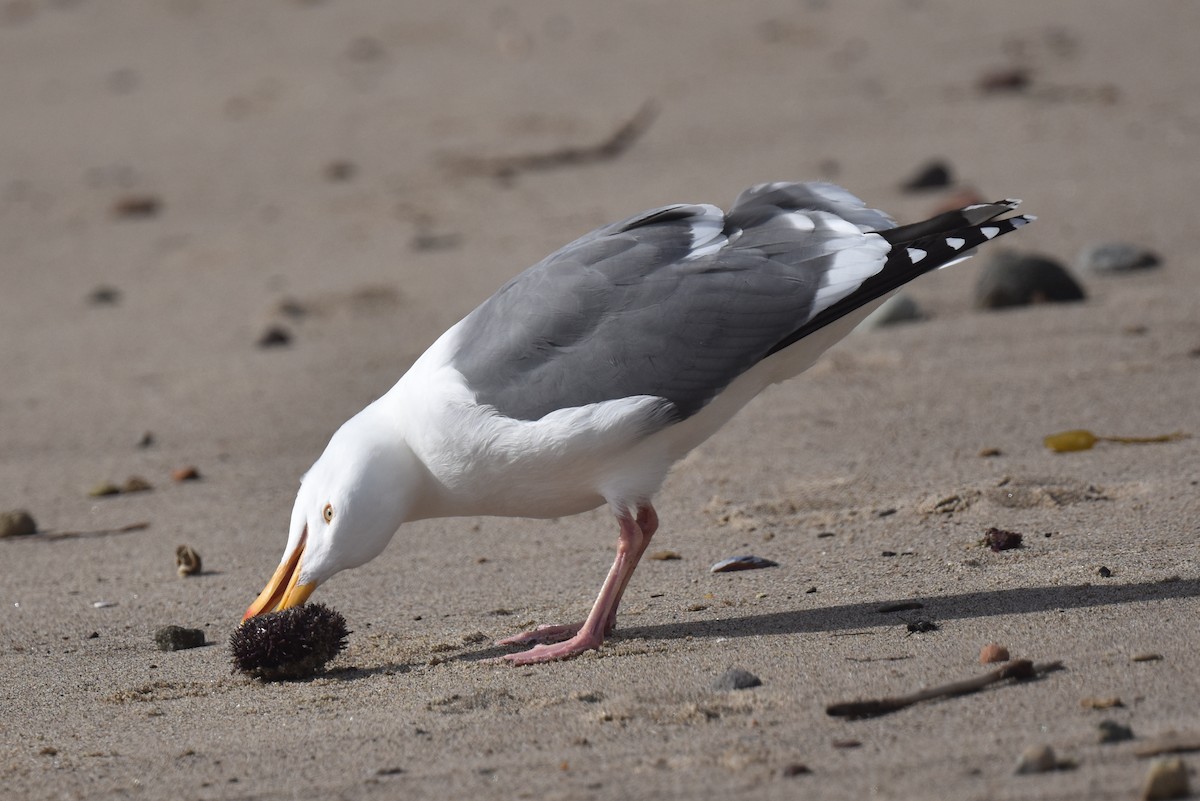 Western Gull - Naresh Satyan