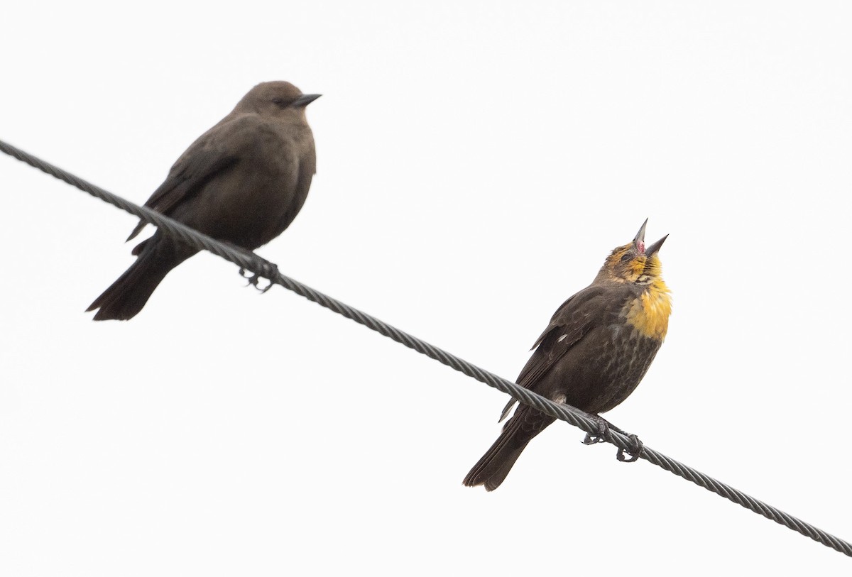 Yellow-headed Blackbird - Mark Rauzon