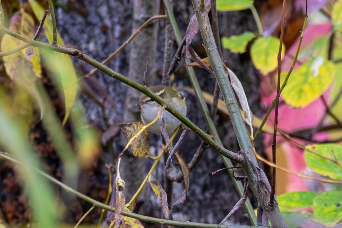 Yellow-browed Warbler - ML614375776