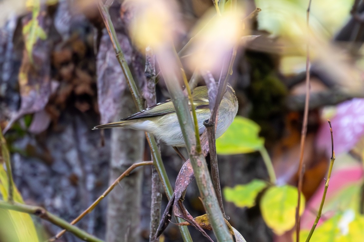 Yellow-browed Warbler - ML614375777