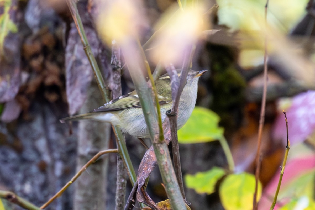 Yellow-browed Warbler - ML614375778
