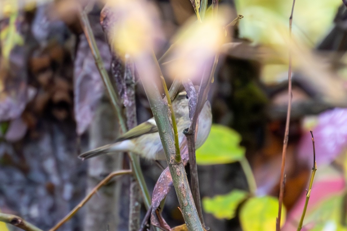 Yellow-browed Warbler - ML614375779