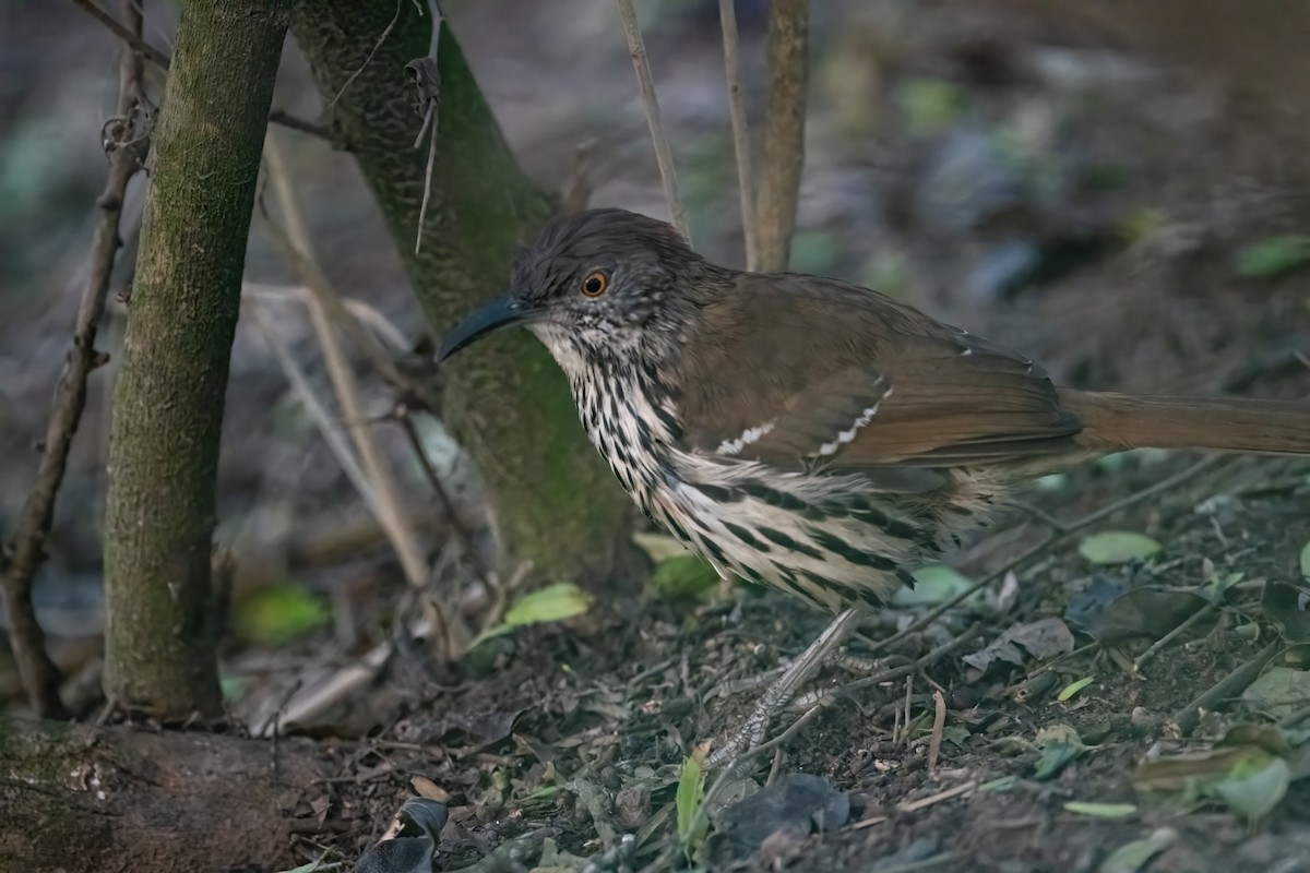 Long-billed Thrasher - ML614375800