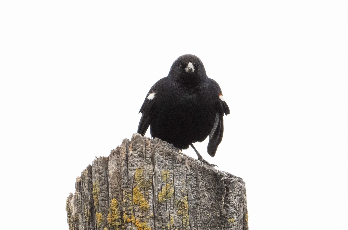 Tricolored Blackbird - ML614375801