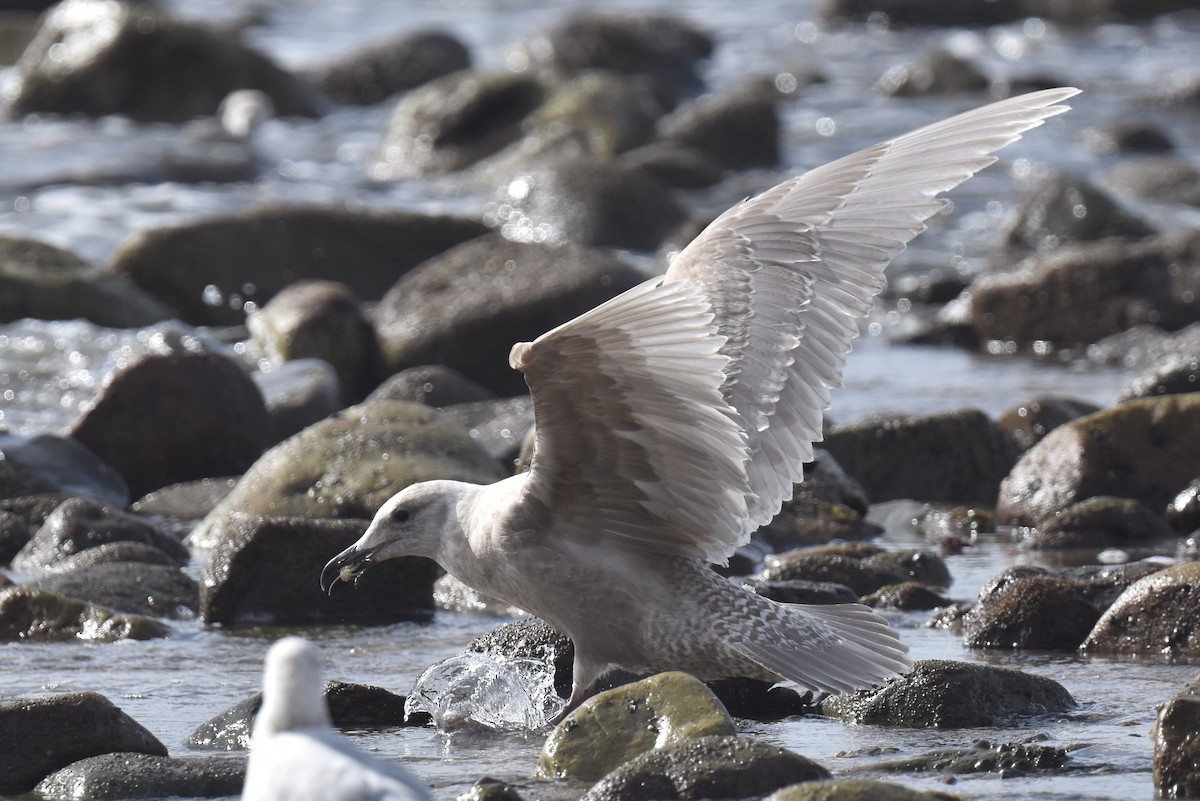 Glaucous-winged Gull - Naresh Satyan