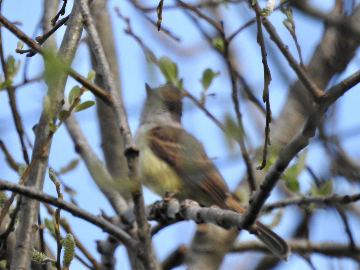 Dusky-capped Flycatcher - ML614375879