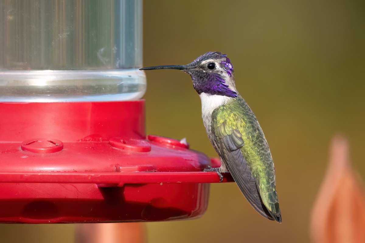 Costa's Hummingbird - ML614375885