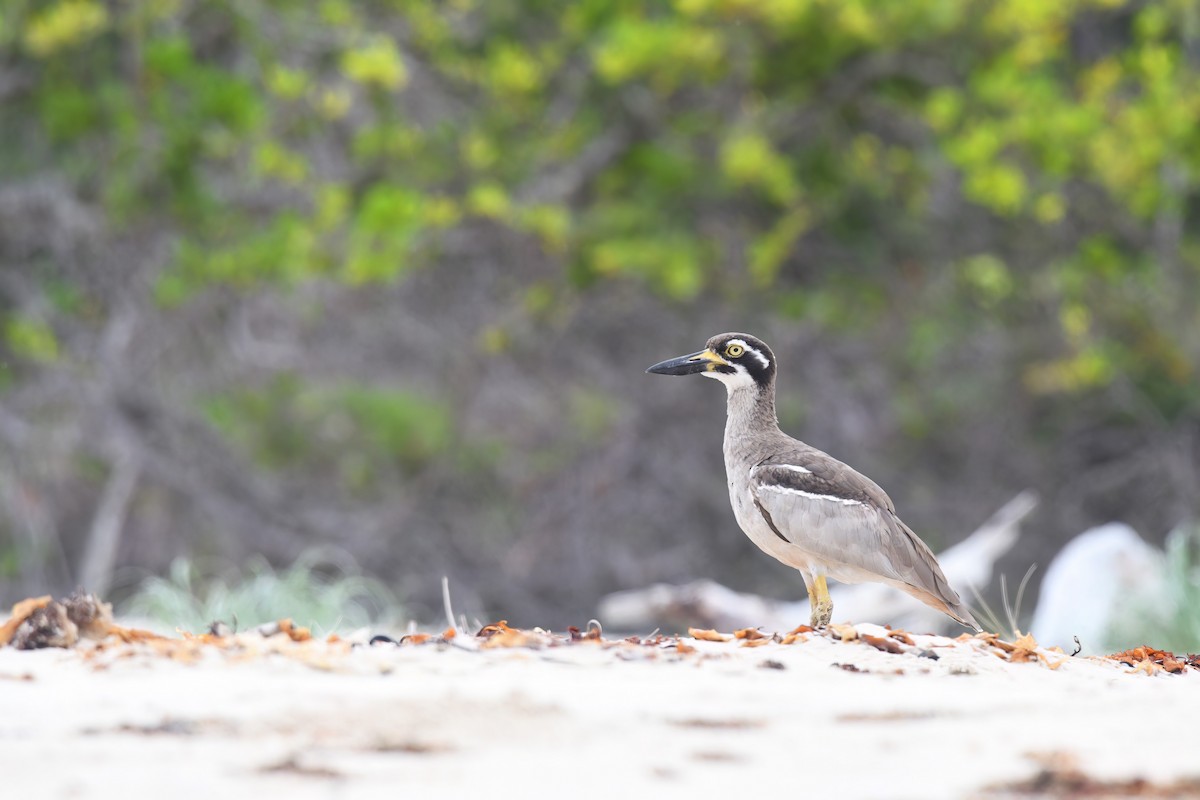 Beach Thick-knee - ML614375892