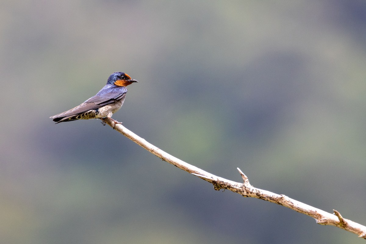 Pacific Swallow (Pacific) - Magnus Persmark