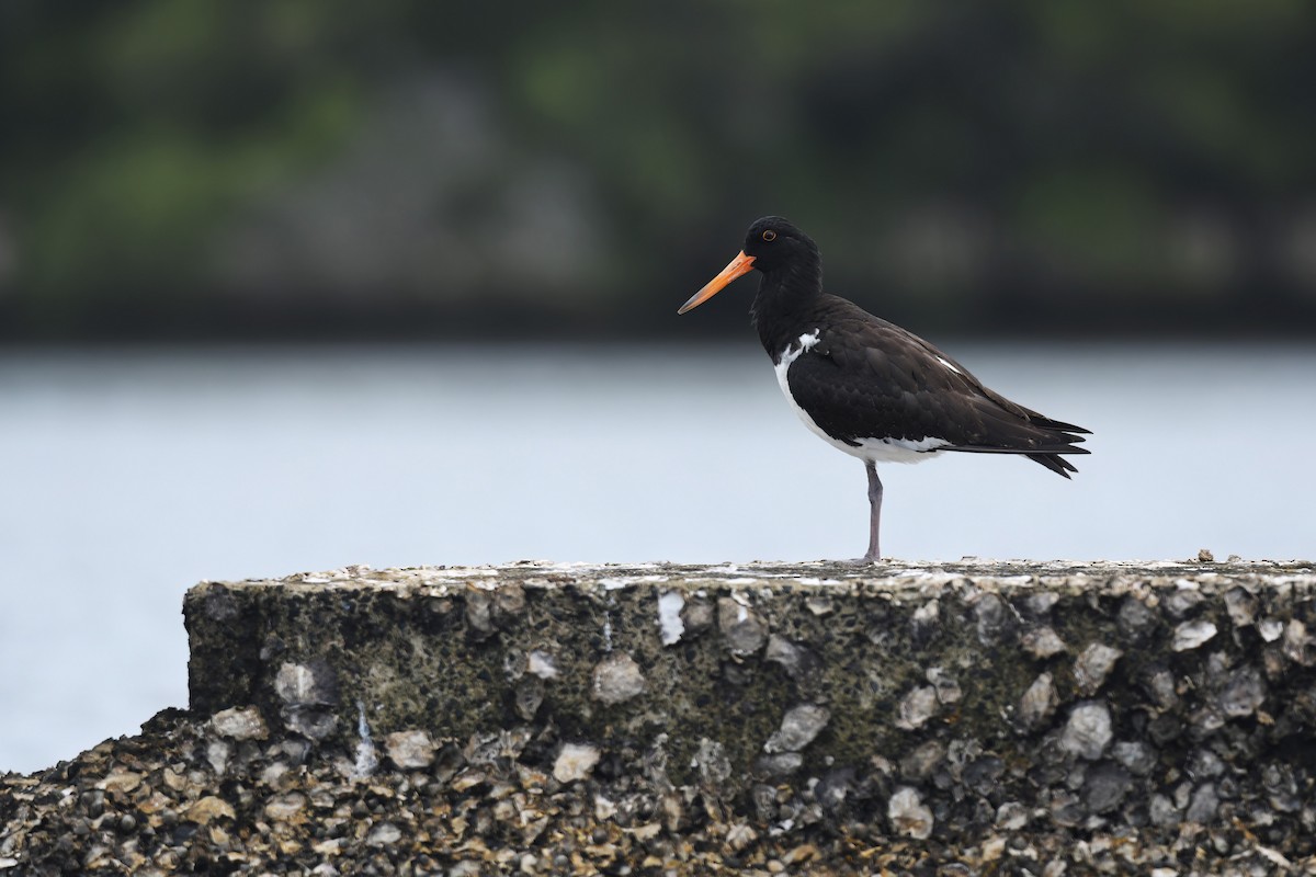 Pied Oystercatcher - ML614375914