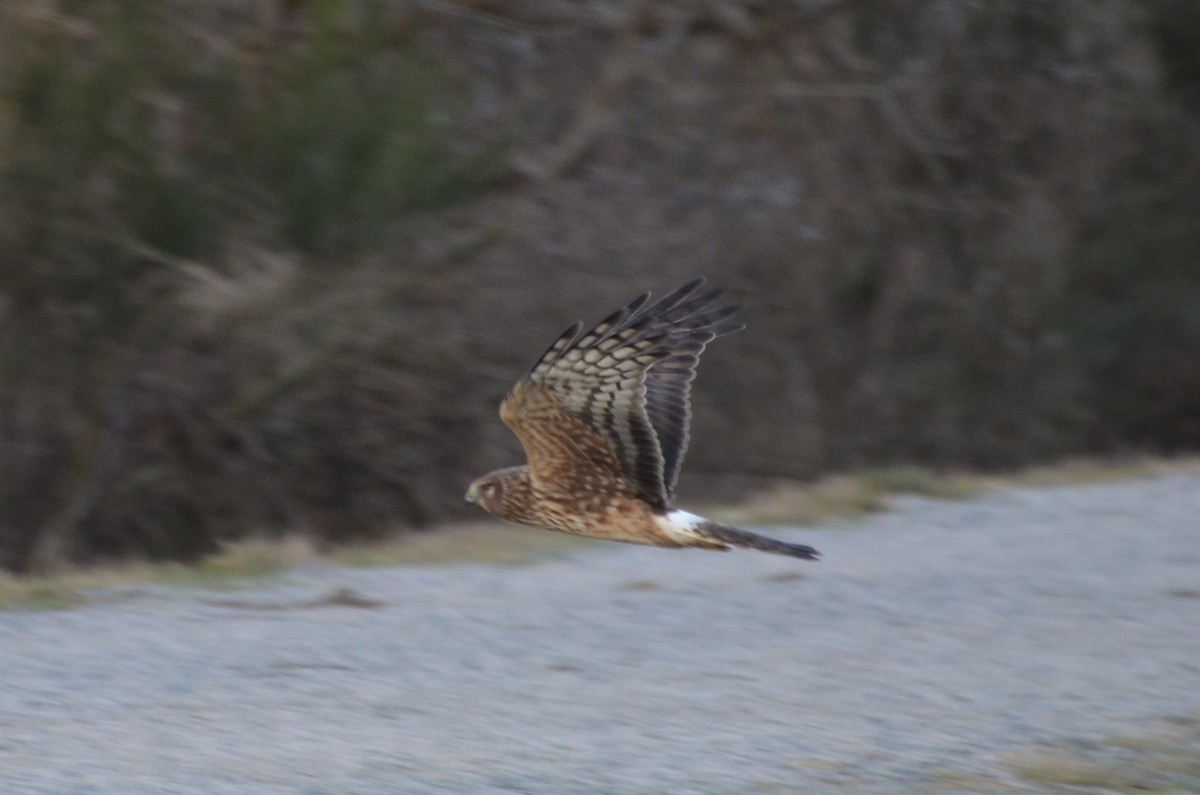 Northern Harrier - Vanessa Hum