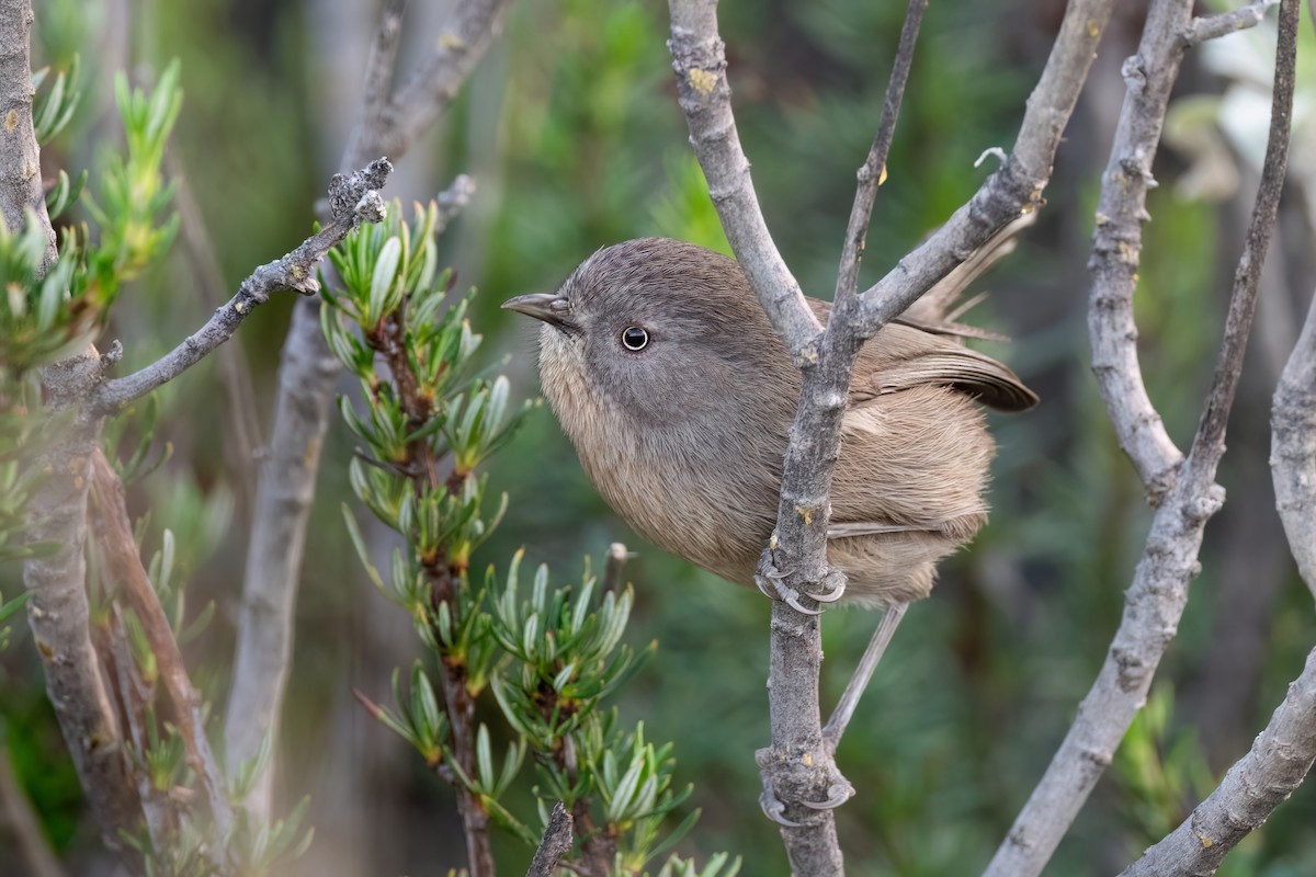 Wrentit - ML614375932