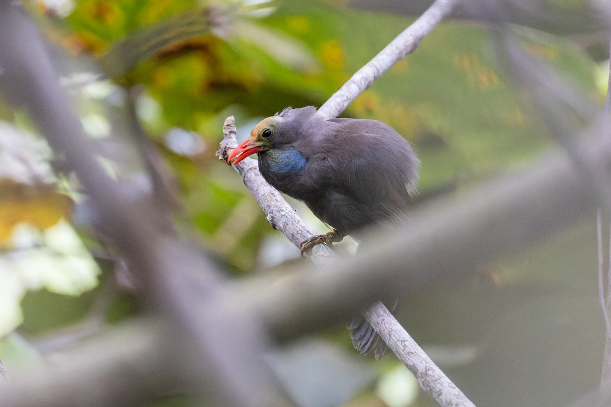 Bare-headed Laughingthrush - ML614375944