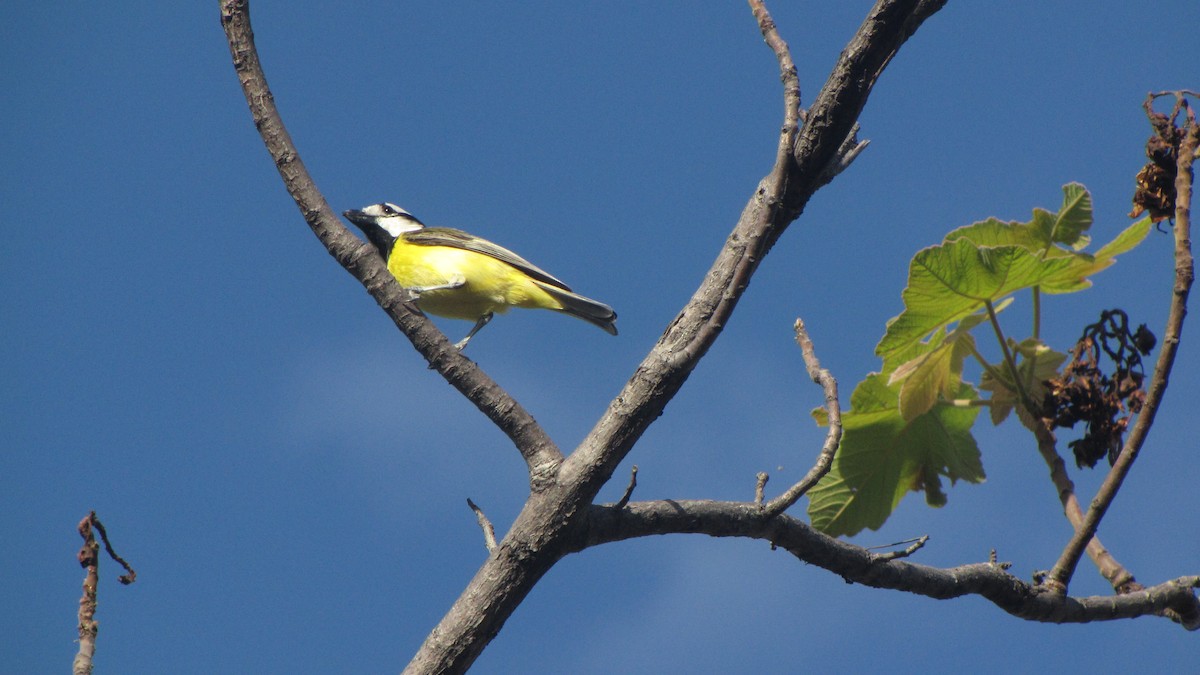 Northern Shrike-tit - ML614375975