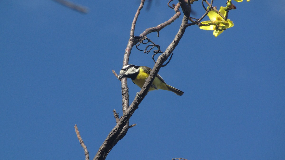 Northern Shrike-tit - ML614375976