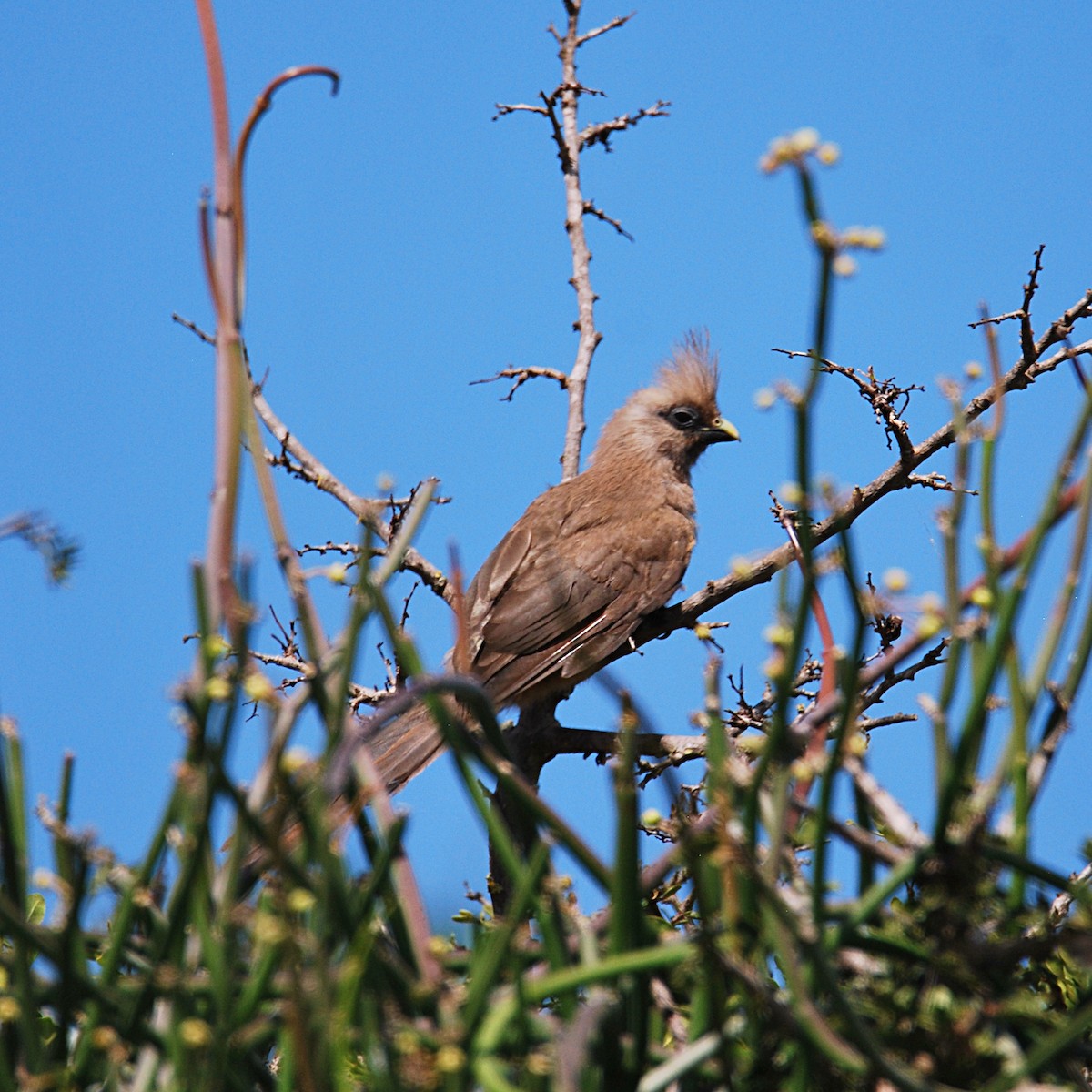 Speckled Mousebird - ML614376051