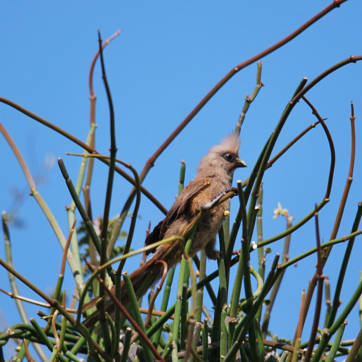 Speckled Mousebird - ML614376052