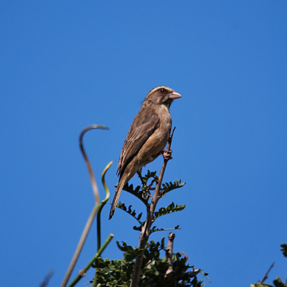 Streaky-headed Seedeater - ML614376054