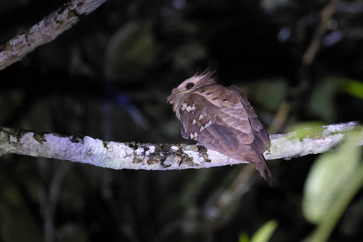 Dulit Frogmouth - Magnus Persmark